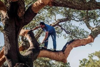 nachwachsender Rohstoff nach jeder Schälung