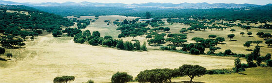 korkeichen-landschaft